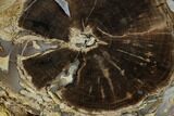 Polished Petrified Wood (Schinoxylon) Round - Wyoming #184836-1